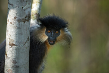 Portrait of a capped langur from Manas National Park, Assam, India