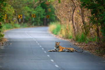 A tigress resting on the main asphalt road passing through Pilibhit tiger reserve, Uttar Pradesh,...