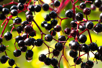 Black elderberry branch with fruits. 
