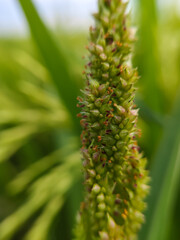 macro photo detail of wild grass plant grains