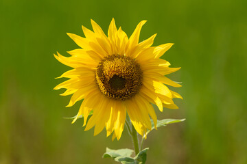 Fototapeta premium blooming sunflower on blurred background