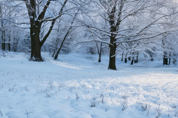 Snowy trees stand tall against a crisp blue sky, their branches heavy with frost, creating a winter wonderland