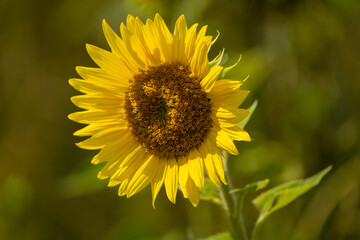 sunflower in the garden