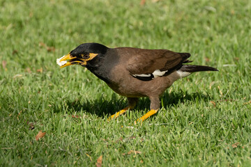 A Myna on a Lawn