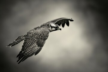 Obraz premium Falcon diving through the air with grace during a cloudy afternoon