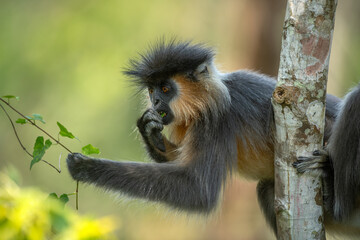 Capped langur feeding on tender green leaves of a creeper while holding onto a tree trunk at Manas National Park, Assam, India