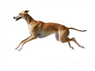 Obraz premium Sleek Greyhound Running in Motion
