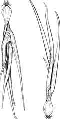 Set of fresh green onion hand-drawn black and white line art illustration.
