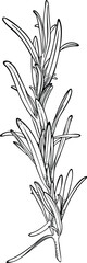 Rosemary herbal branch hand-drawn black and white line art illustration.
