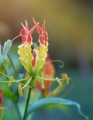 flower of a cactus , wild flowers closeup