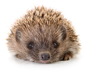 Hedgehog on white.