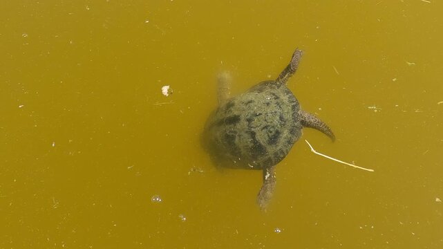 Aerial view of a European pond turtle peeks underwater, Pond Terrapin or European pond tortoise (Emys orbicularis) on water surface,