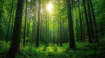 Fototapeta premium Majestic forest with towering trees and lush undergrowth, timeless beauty