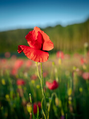 Poppy isolated in a field in summer