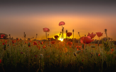 Poppy fields at sunset in summer