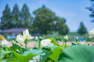 ハスの花（あけぼの山農業公園）