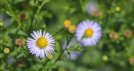 Beautiful close-up of a symphyotrichum novi-belgii