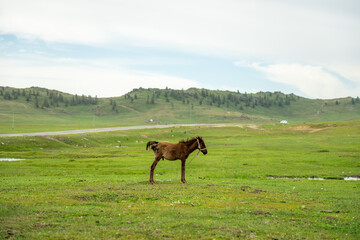 A Young Horse Roaming the Vast Xinjiang Steppe