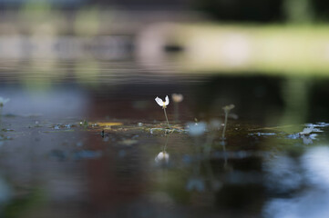 オオカナダモの花