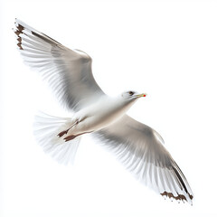 Seagull flying on white background, bird, seagull, sky, gull, flying, flight, fly, nature, blue, sea, animal, white, birds, wing, wings, freedom