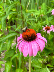 bee on flower