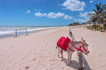 Painted Donkeys at Cumbuco Beach for tourist rides. Fortaleza, Ceara, Brazil, 2020