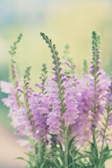 Physostegia flower growing in the garden