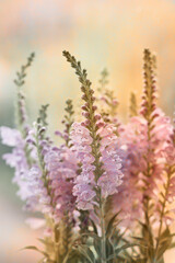 Fototapeta premium Physostegia flower growing in the garden