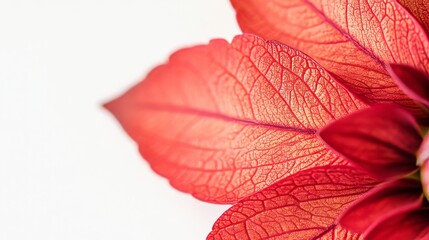 Obraz premium Dahlia leaf closeup.