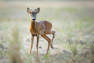 A male roe deer standing in a meadow