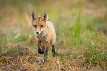 Red fox Vulpes vulpes. A fox in a meadow. Wild young fox. Close up.
