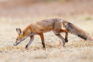 Red fox Vulpes vulpes. A fox in a meadow. Wild young fox. Close up.