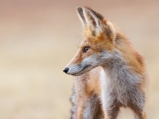 Red fox Vulpes vulpes. A fox in a meadow. Wild young fox. Close up.