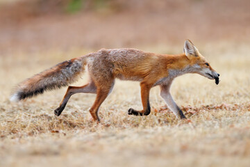Red fox Vulpes vulpes. A fox in a meadow. Wild young fox. Close up.