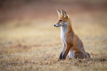 Red fox Vulpes vulpes. A fox in a meadow. Wild young fox. Close up.