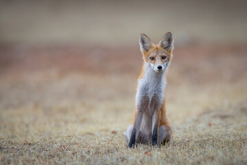 Red fox Vulpes vulpes. A fox in a meadow. Wild young fox. Close up.