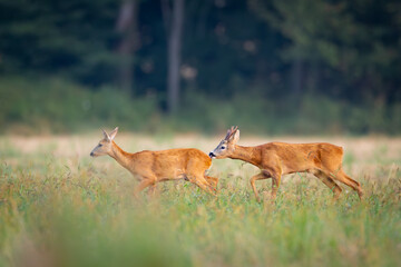 Roe deer, capreolus capreolus, couple copulating. Wild animal reproducing. Mating behaviour during rutting season in wilderness.