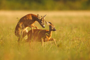 Roe deer, capreolus capreolus, couple copulating. Wild animal reproducing. Mating behaviour during rutting season in wilderness.