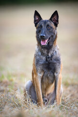 Portrait of a cute Belgian Shepherd dog in the nature.