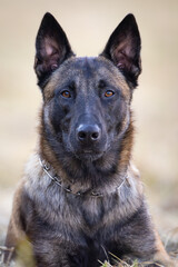 Portrait of a cute Belgian Shepherd dog in the nature.