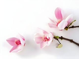 Obraz premium Pink magnolia