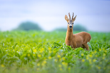 A male roe deer standing in a meadow