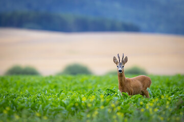Roe deer with beautiful antlers stands in the meadow (capreolus capreolus) wildlife scenery
