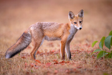 Red fox Vulpes vulpes. A fox in a meadow. Wild young fox. Close up.