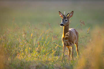 A male roe deer standing in a meadow