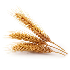 wheat transparent background