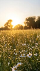 The sun sets over a vibrant field, casting warm light on blooming daisies and tall grasses