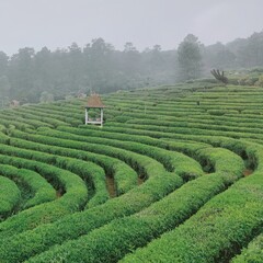 Tea plantation in Indonesia