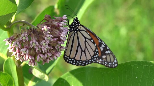 Monarch (Danaus plexippus) butterfly caterpillar feeding on a pink Milkweed flower (Asclepias) East Coast, USA