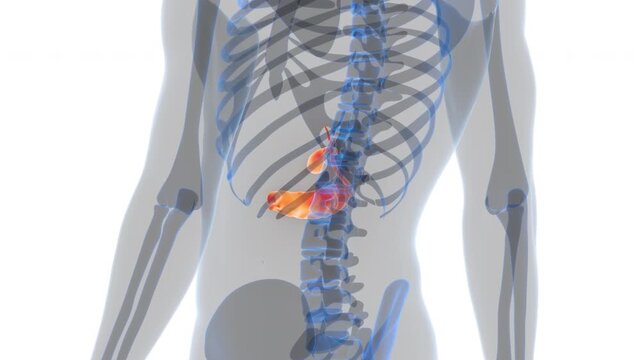 Human Internal Organs Pancreas with Gallbladder Anatomy Animation Concept